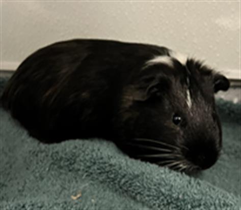 No Name - A867085
