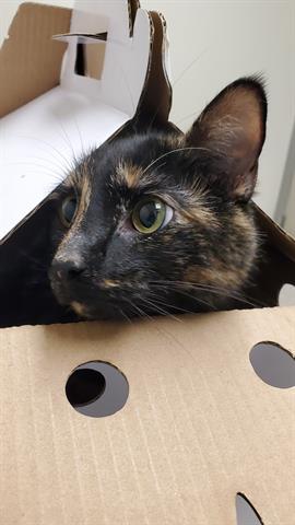 BINX
