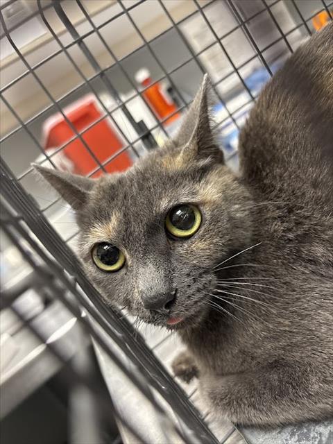 *FREYA
