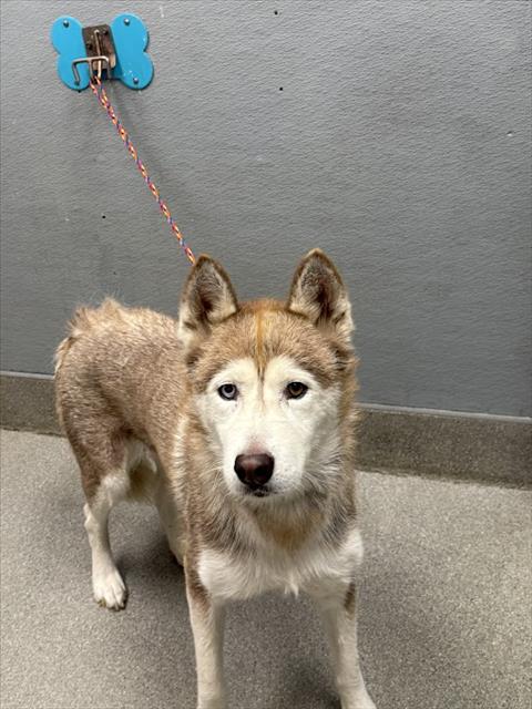 NYLA