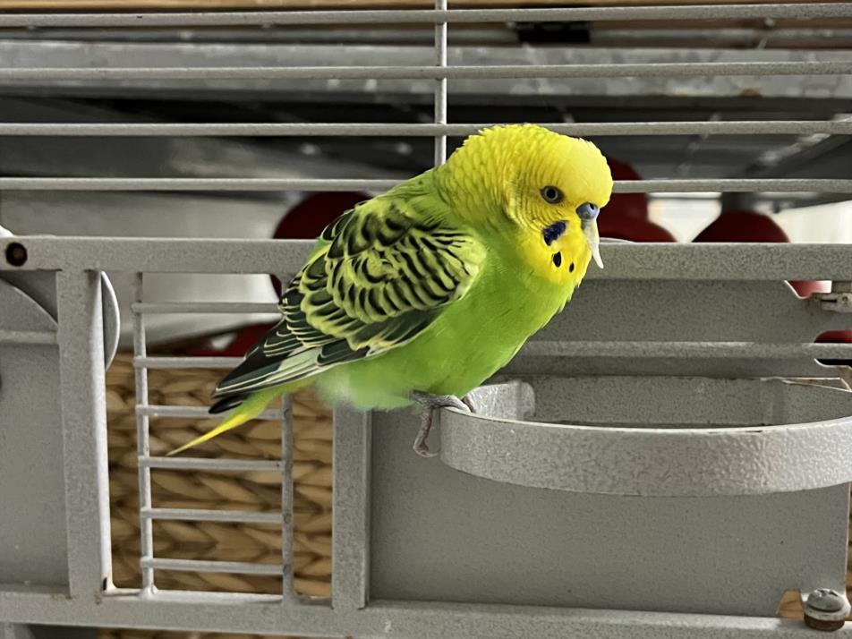 Image_A689336