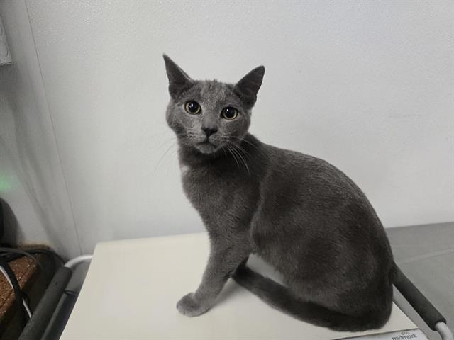 Papas - A863382