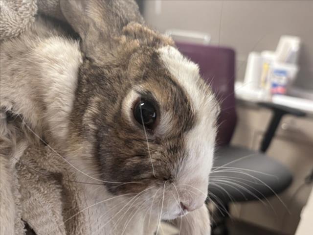 *BUN APPETIT