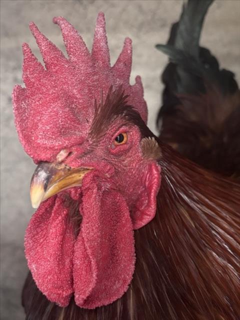 *EL GALLO DE ORO
