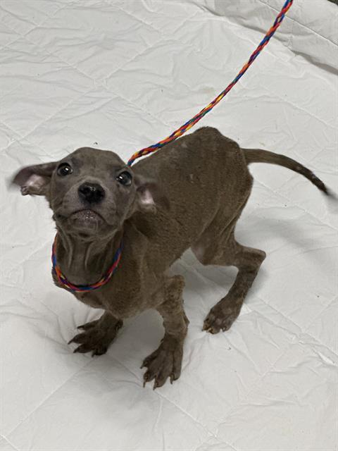 TAZ