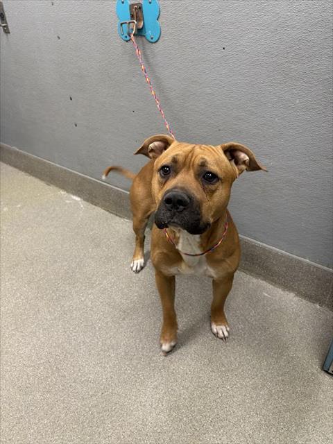 *BOXER