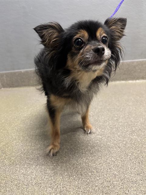 PIPER
