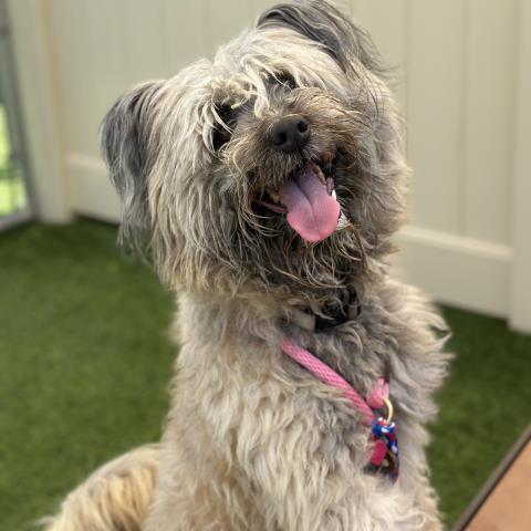 Shatzi - A864162