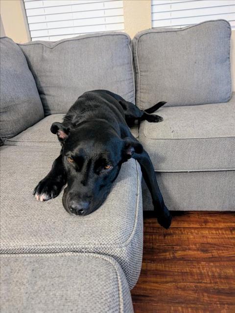 TYSON