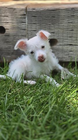 LOLA