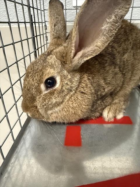 *HOP