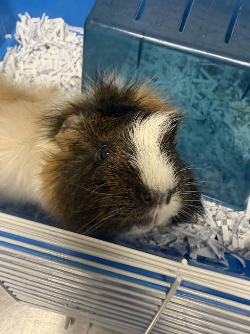 FIONA