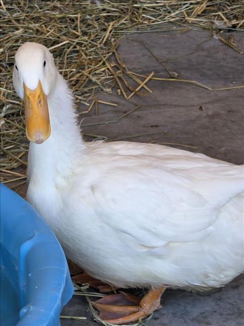*COUNT DUCKULA