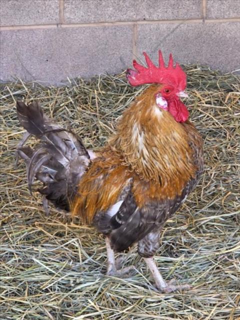 *CLUCK SKYWALKER