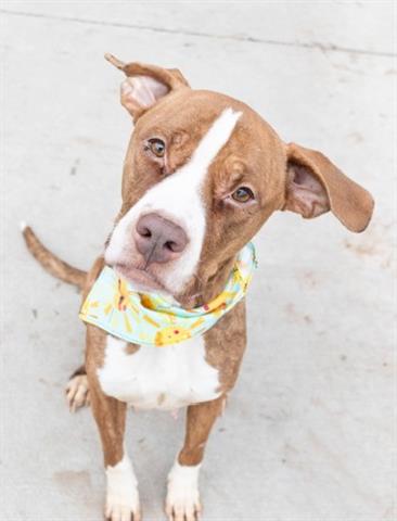 ADMIRAL, adoptable senior Boxer mix