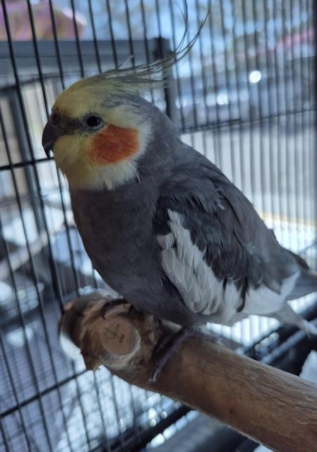 Image_A076695