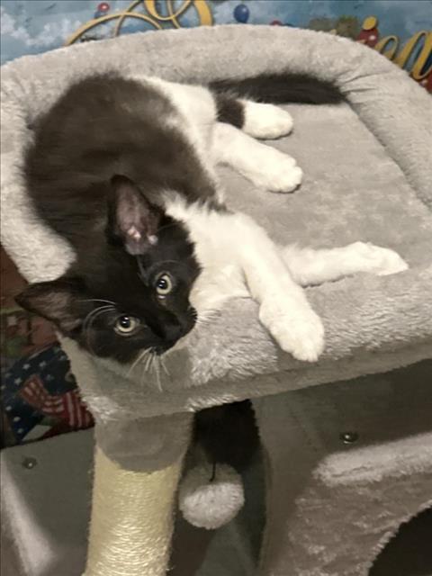 ZEUS