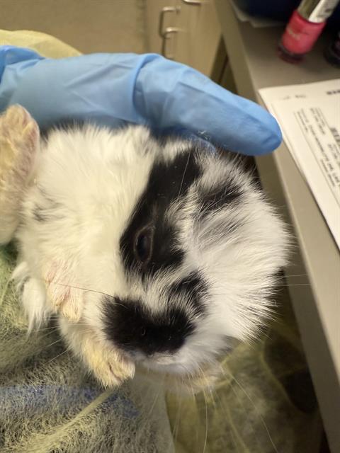 *BUN JOVI