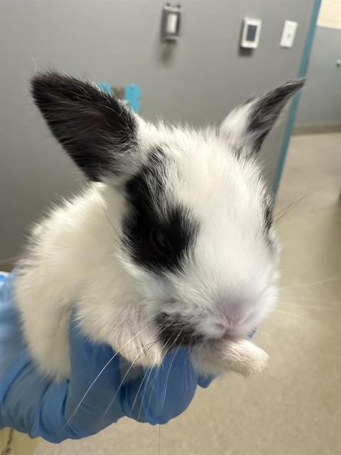*BUNITA
