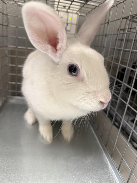 *BUNNIFER LOPEZ