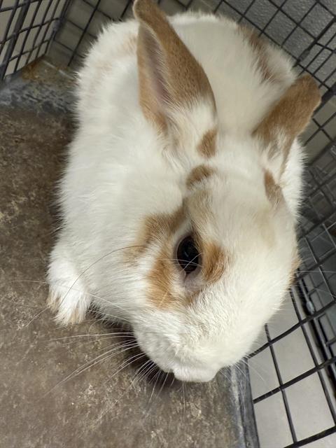*BUNNY MAN