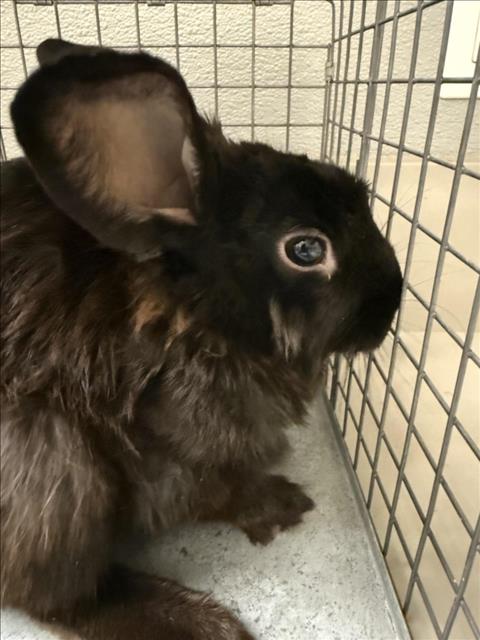 *CAMERON BUNNY