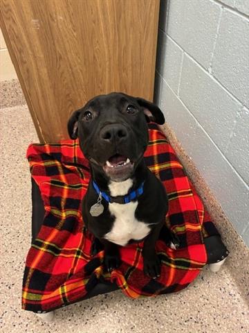 *BRUTUS BOY