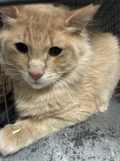 MASSIMO