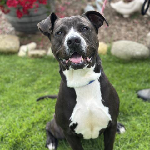 Albert - A864326