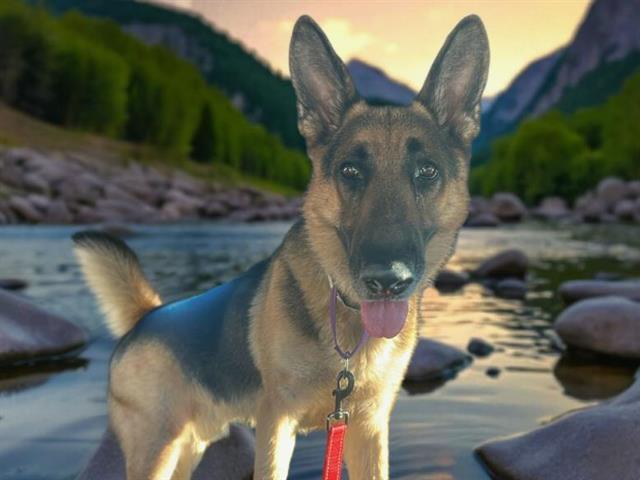 DODGER