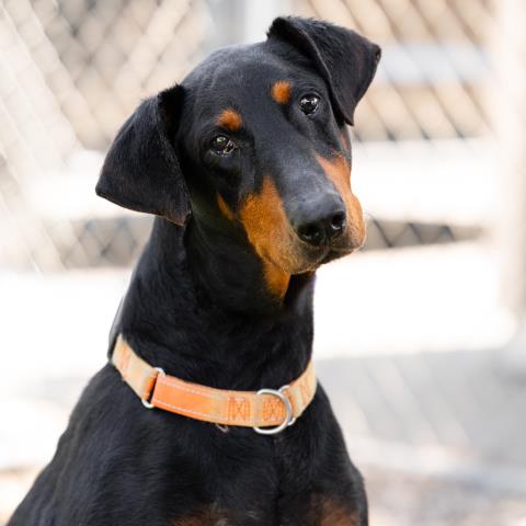 Lily - A867676
