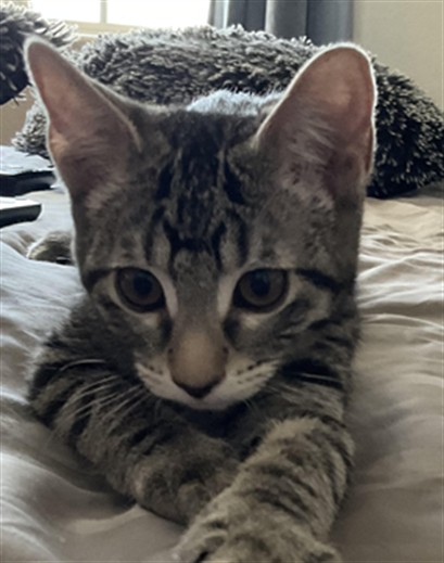 *ROSITA