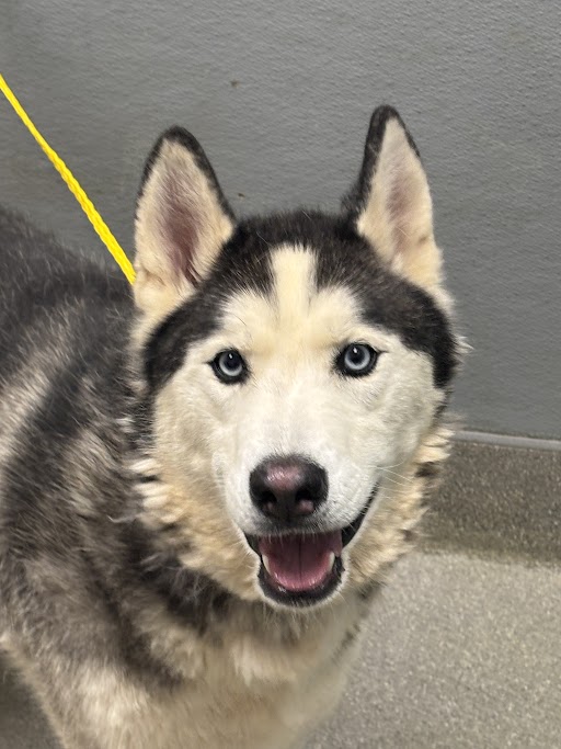 MEEKO