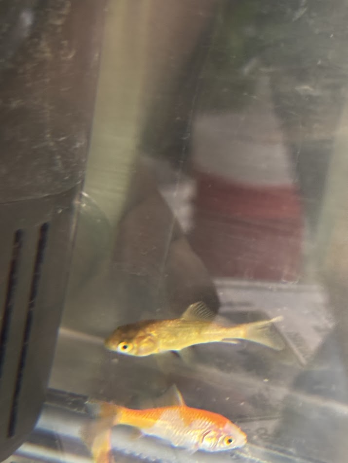 *AQUATA