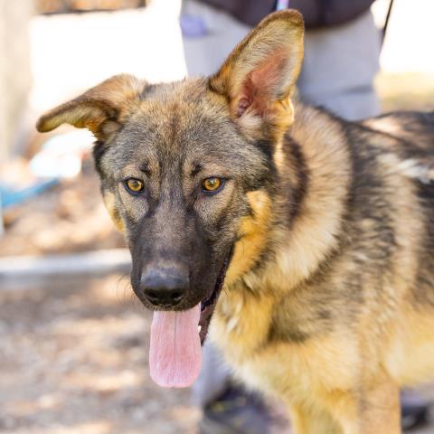 Beau - A866884