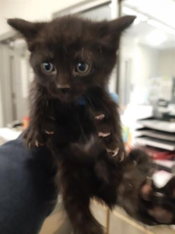 *MOCHI