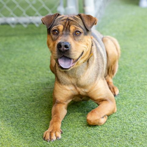 Myla - A868811