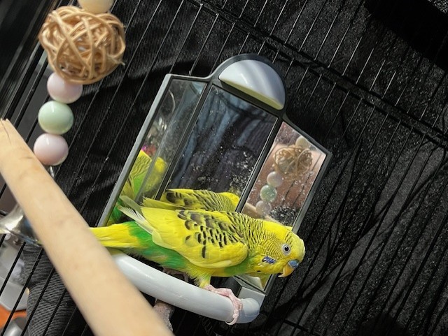 Image_A546526