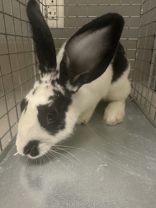 OREO