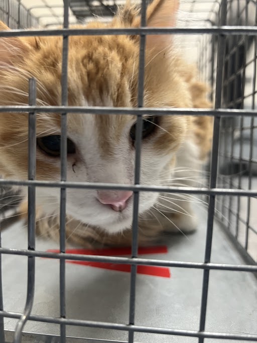 MARMALADE