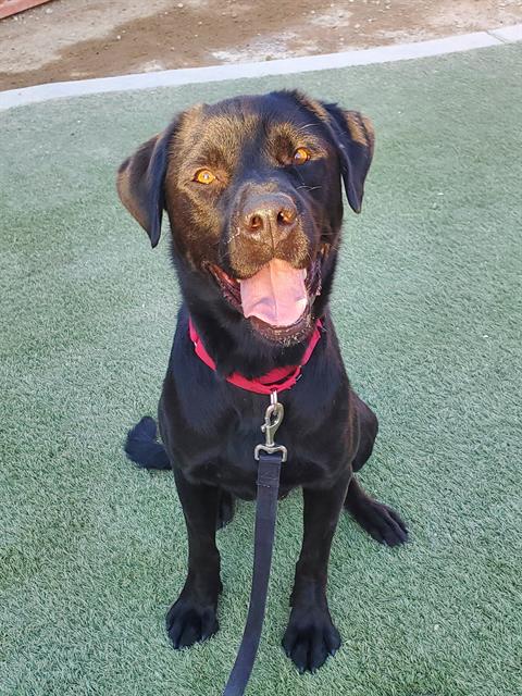 COOPER