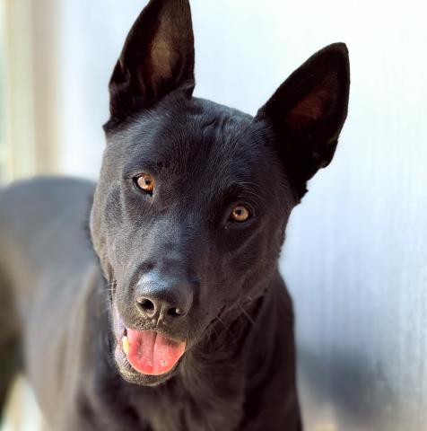 Ringo - A866255