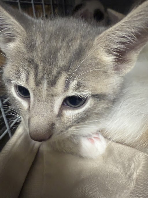 *MEOWGUEL CERVANTES