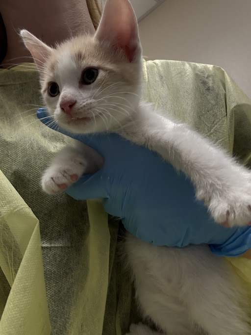 *GEORGE RR MEOWTIN