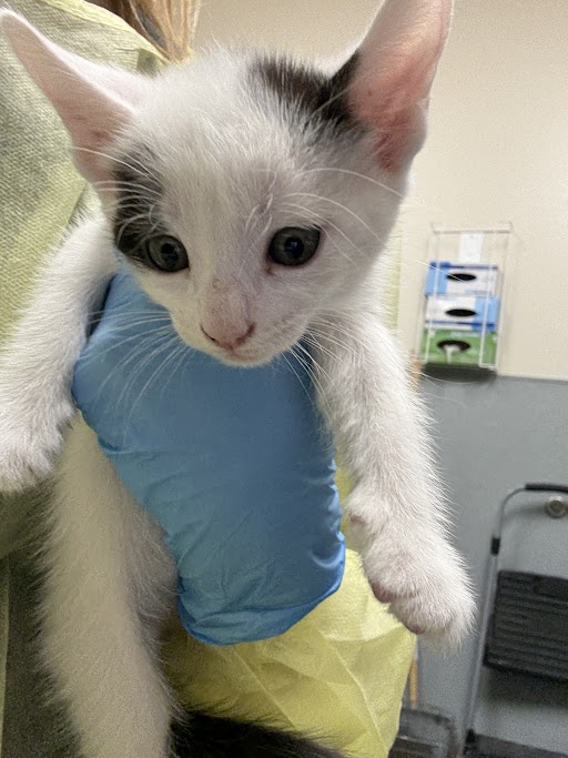 *JRR TOLLKITTEN