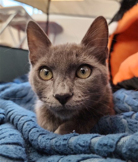*FRAN