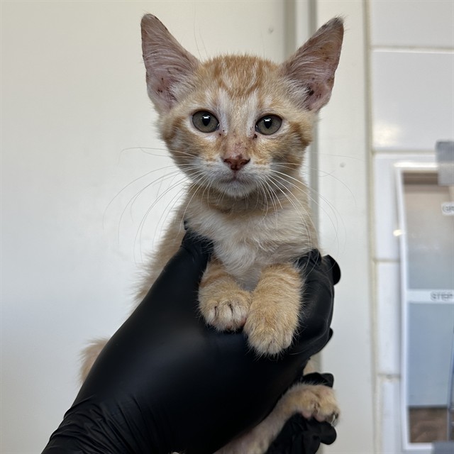 Nala - A869684