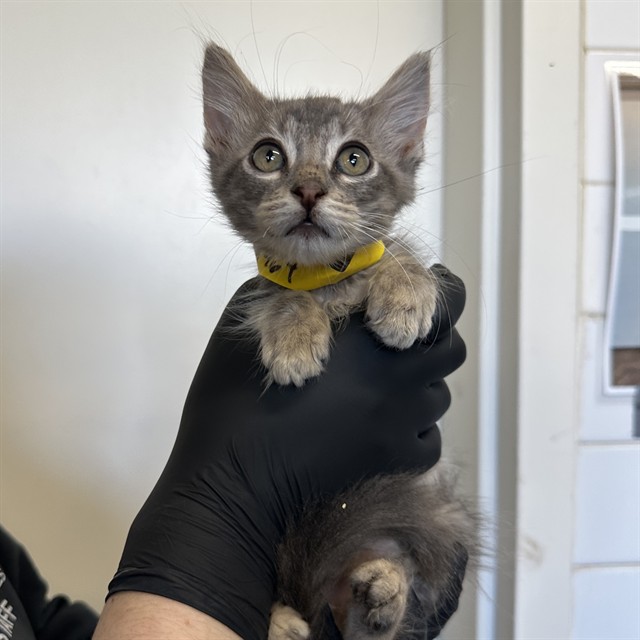 Winky - A869464