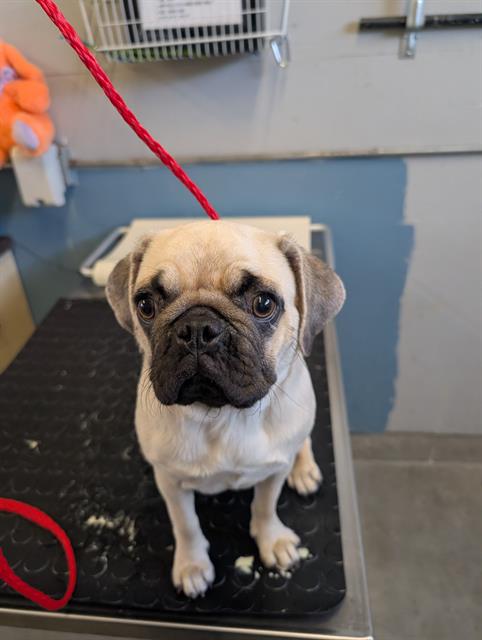 Princess - A868448