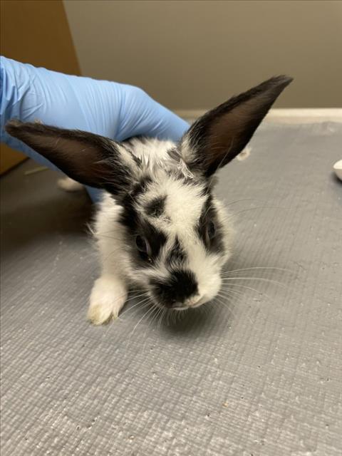 *BUNITA